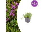 Thymus Serpyllum Set - 48 Piante Ø9Cm - Timo Profumato Della Sabbia - Resistente Alla Siccità In Inverno E A Bassa Crescita - Per Vialetti, Giunti In Pietra, Terrazze E Giardini, Amico Delle Api