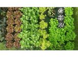 Sedum Mix - Set Di 10 Piante Perenni Resistenti - Diverse Varietà Per Giardini Rocciosi, Tetti Verdi E Aiuole - Copertura Del Terreno Facile Da Curare E Resistente Alla Siccità - Fioritura Da Luglio A Settembre