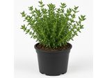 Timo Thymus Vulgaris - Set Di 2 Piante Erbacee - Resistente E Perenne - Erba Culinaria Mediterranea Per Giardino, Balcone E Letto Rialzato - Profumata, Aromatica E Facile Da Curare