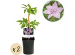 Pianta Rampicante Clematis Hagley Hybrid - Fiori Rosa - Bassa Manutenzione - 2 Piante - 11 Cm Altezza 40 Cm - Per Giardino, Balcone E Pergole