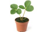 Fragola Fragaria X Ananassa Kaisers SäMling - 3 Piante - Fragola Storica Aromatica Da Giardino - Da Soleggiata A Semi-Ombreggiata - Facile Da Curare E Ad Alta Resa Per Aiuole E Letti Rialzati