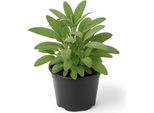 Salvia Vera (Salvia Officinalis) - 2 Piante - Pianta Aromatica E Resistente Per Il Giardino E Il Balcone - Ideale Per Il Tè, La Cucina E I Medicinali - Amante Del Sole, Robusta E Facile Da Curare