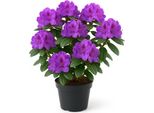 Rhododendron - Fioritura Viola - Pianta Da Giardino Sempreverde Per Aiuole E Contenitori - Resistente, Facile Da Curare E Decorativa - Ideale Per Luoghi Semi-Ombreggiati