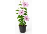 Clematis 'Hagley Hybrid' - Clematide Rosa-Rosa A Fiore Grande - Rampicante Resistente E Ricco Di Fiori Per Recinzioni, Pergole E Contenitori - Fioritura Giugno-Settembre