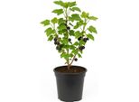 Ribes Nigrum 'Titania' - Ribes Nero - Pianta Da Bacche Ad Alta Resa Per Giardino E Siepe - Varietà Robusta E Resistente Con Frutti Aromatici (Maturazione Luglio-Agosto)