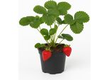 Fragola "Korona"" (Fragaria X Ananassa) - 3 Piante - Varietà Medio-Precoce Con Frutti Grandi E Aromatici - Alta Resa E Resistenza - Ideale Per Giardini, Aiuole E Letti Rialzati"