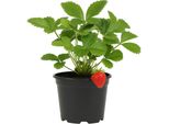 Fragola Fragaria X Ananassa 'Lambada' - 3 Piante - Varietà Precoce E Aromatica Dal Colore Rosso Intenso E Dal Sapore Dolce - Pianta Resistente E Ad Alta Resa Per Giardino E Balcone