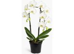 Orchidea Phalaenopsis - 3 Piante - Orchidea Farfalla A Fiore Bianco (Orchidea Falena) - Elegante Pianta Da Appartamento Con Fiori Eleganti - Facile Da Curare E Decorativa Per Salotti E Uffici
