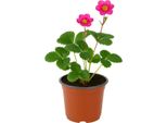 Fragola Fragaria X Ananassa 'Toscana' - 3 Piante - Fragola Decorativa, Sempreverde, Ornamentale E Dolce Con Fiori Rosa - Varietà Resistente Per Giardino, Vasca E Balcone - Altezza 20-30Cm