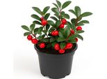 Bacche Rosse (Gaultheria Procumbens) - Coprisuolo Sempreverde E Resistente Con Bacche Rosse - Tollerante All'ombra, Facile Da Curare E Dal Profumo Aromatico - Ideale Per Giardini E Tombe