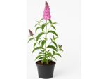 Buddleja Davidii 'Pink Delight' - Lillà Estivo / Cespuglio Delle Farfalle - Fiori Rosa Scuro, Profumati E Adatti Agli Insetti - Resistente E Facile Da Curare Per Giardino, Aiuole E Contenitori