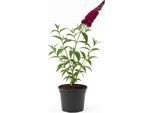 Buddleja Davidii 'Royal Red' - Lilla Estivo / Cespuglio Delle Farfalle - Fiori Rosso Porpora, Resistente E Insettifugo - Profumato Arbusto Ornamentale Per Giardini, Aiuole E Contenitori