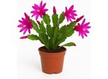 Epiphyllum Schlumbergera - Rosa - Cactus Di Natale / Cactus Di Pasqua - Pianta D'appartamento Di Facile Cura Con Fiori Luminosi - Ideale Per Interni Luminosi - In Vaso Da 9 Cm