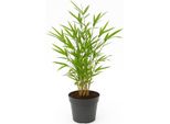 Bambù Fargesia Rufa - Pianta Da Giardino Sempreverde - Alta Fino A 300 Cm - Facile Da Curare E Resistente - Per Il Sole O L'ombra Parziale - Non è Una Pianta Da Giardino