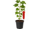 Ribes Rubrum 'Rote HolläNdische' - Ribes Rosso - Pianta Con Bacche Aromatiche E Ad Alto Rendimento Per Giardini E Siepi - Resistente E Facile Da Curare - Maturazione Dei Frutti A Metà Luglio