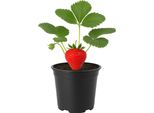 Fragola Gigante Fragaria Gigant - 3 Piante - Fragole Xxl Dal Sapore Dolce - Varietà Ad Alta Resa Per Balcone E Giardino - Ideale Per Vasche E Letti Rialzati - Resistente E Facile Da Curare