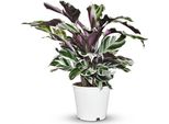 Basket Marant Calathea Fusion White Ø14Cm Altezza 35-40Cm - Rara Pianta Da Preghiera Con Foglie Bianche E Viola - Esclusiva Pianta Da Appartamento Per Il Soggiorno