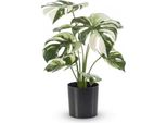 Monstera Busch X9 In Vaso 40 Cm Emerald