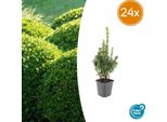 Piante Da Siepe Buxus Sempervirens – 24 Piante – Bosso Sempreverde – Altezza 10–25 Cm – Ø 9 Cm – Ideale Per Siepi, Potatura Artistica, Sfere E Strutture Da Giardino