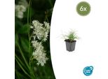 Luzula Nivea Bianca Come La Neve – ↕10-25 Cm – Ø9 Cm – 6 Piante – Coprisuolo Sempreverde – Aiuole Ombreggiate E Giardini Rocciosi – Resistente Al Freddo E Facile Da Curare