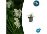 Luzula Nivea - Luzula Nivea - ↕10-25 Cm - Ø9 Cm - 12 Piante - Coprisuolo Sempreverde - Resistente Al Freddo E Facile Da Curare