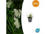Luzula Nivea – Luzula Nivea – 24 Piante – 9 Cm – Coprisuolo Sempreverde – ↕10–25 Cm – Resistente Al Freddo E Facile Da Curare – Ideale Per Zone Ombreggiate, Aiuole E Giardini Rocciosi