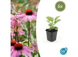 Echinacea Purpurea 'Magnus' A Fioritura Rossa – ↕10-25 Cm – Ø9 Cm – 6 Piante – Echinacea Purpurea – Adatta Alle Api – Per Sole E Aiuole – Facile Da Curare