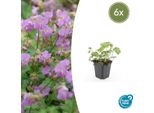 Geranio Geranium Cantabrigiense 'Cambridge' – ↕10-25 Cm – Ø9 Cm – 6 Piante – Fiori Rosa – Coprisuolo A Crescita Bassa – Facile Da Curare
