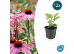 Echinacea P. 'Magnus' A Fioritura Rossa – ↕10-25 Cm – Ø9 Cm – 12 Piante – Piante Perenni Resistenti Al Freddo – Adatte Alle Api E Alle Farfalle – Per Aiuole E Tappeti Di Fiori Selvatici