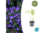 Geranio 'Johnson's Blue' – ↕10-25 Cm – Ø9 Cm – 6 Piante – Pianta Perenne Resistente Al Freddo E Tappezzante – Fiori Blu Brillante