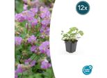 Geranio Geranium Cantabrigiense 'Cambridge' – ↕10-25 Cm – Ø9 Cm – 12 Piante – Coprisuolo E Pianta Perenne Con Fiori Rosa – Resistente Al Freddo, Facile Da Curare E Amica Delle Api