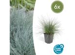 Fescella Blu – Festuca Glauca 'Elijah Blue' – ↕10-25 Cm – Ø9 Cm – 6 Piante – Erba Ornamentale – Erba Blu-Grigia – Facile Da Curare E Resistente Al Freddo – Giardini Rocciosi E Aiuole