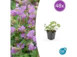 Geranium Cantabrigiense 'Cambridge' – Coprisuolo – 48 Piante – Ø9Cm – ↕10–25Cm – Fiori Rosa – Facile Da Curare E Amica Delle Api – Per Sole E Ombra