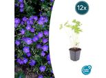 Geranio 'Johnson's Blue' – ↕10-25 Cm – Ø9 Cm – 12 Piante – Pianta Perenne Resistente Al Freddo E Tappezzante – Fiori Blu Brillante