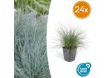 Festuca Glauca 'Elijah Bleu' – 24 Piante – ↕10-25 Cm – Ø9 Cm – Erba Ornamentale Blu – Facile Da Curare E Resistente Al Freddo