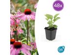 Echinacea Purpurea 'Magnus' – 48 Piante – ↕10-25 Cm – Ø9 Cm – Cappello Da Sole Viola – Pianta Perenne Resistente Al Freddo – Api E Farfalle – Facile Da Curare