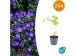 Geranio 'Johnson's Blue' – 24 Piante – ↕10-25 Cm – Ø9 Cm – Fiori Estivi Blu Brillante – Resistente Al Freddo E Facile Da Curare – Per Aiuole, Bordure E Giardini Rocciosi
