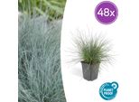 Festuca Glauca 'Elijah Bleu' – 48 Piante – ↕10-25 Cm – Ø9 Cm – Erba Ornamentale Blu-Grigia – Facile Da Curare – Ideale Per Giardini Rocciosi E Aiuole