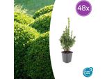 Buxus Sempervirens Piante Da Siepe 48 Piante – Bosso Sempreverde – Altezza 10–25 Cm – Ø9 Cm – Confezione Grande Per Siepi Fitte Potatura Ornamentale E Progettazione Giardini