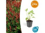 Persicaria Amplexicaulis – 24 Piante – ↕10-25 Cm – Ø9 Cm – Robusta Pianta Perenne Con Spighe Di Fiori Rossi – Pianta Perenne Estiva Di Facile Manutenzione Per Aiuole E Giardini