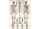 Eurographics Puzzle Das Skelett, Anatomie, 1000 Teile, 68 X 48 Cm, 6000-3970