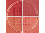 Givenchy Prisme Libre Blush N°06 Flanelle Rubis 6G