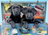 Puzzle Anatoliani Labrador In Movimento 500 Pezzi