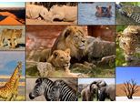 Grafika Puzzle Collage - Fauna Selvatica - 1500 Pezzi Jigsaw