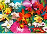 Enjoy Puzzle Dell'orchidea Della Giungla 1000 Pezzi