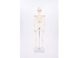 Tickit Giocattolo Educativo Scheletro Mezzo Tubo Modello Anatomia Bambini