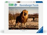 Il Leone. Il Re Degli Animali