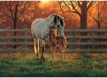 Puzzle Cobble Hill Silence 500 Pezzi