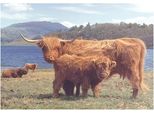 Casa Del Puzzle Highlanders 1000 Pezzi Paesaggio Di Cartone