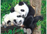 Sunsout Puzzle Xxl - Buddies Di Bambù - 300 Pezzi